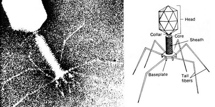 Pneumophages as Alternative Treatment for Pneumonia