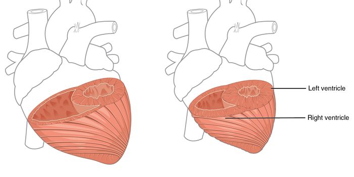 Stem Cells Regenerate the External Layer of the Heart