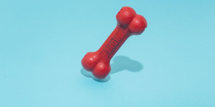 Tiny Bone Marrow Models Help Tailor Treatments for Platelet Disorder Patients