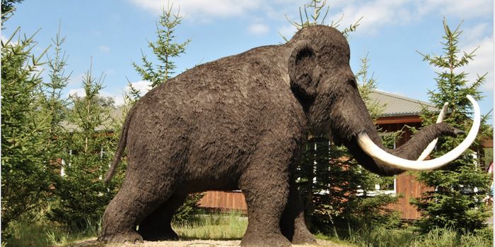 The Broken Genes of the Last Woolly Mammoths