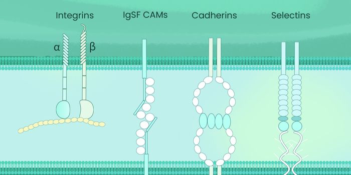 Cell Adhesion Molecules in Immune and Cancer Therapy