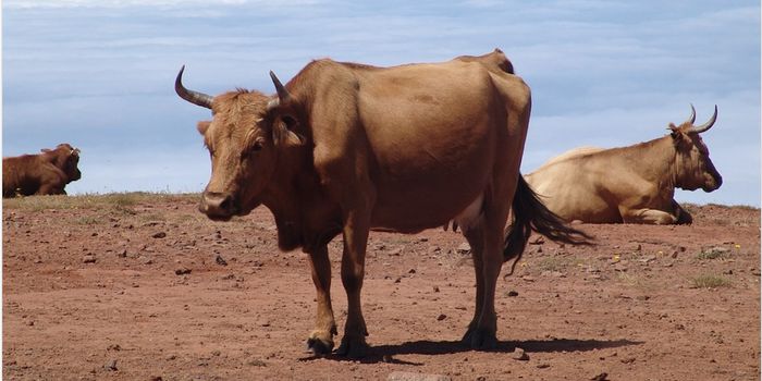 Tuberculosis Pathogen Can Survive in Soil Amoebae