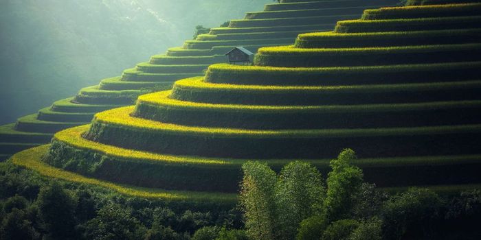 RNA Alterations Boost Potato and Rice Crop Yields by 50%