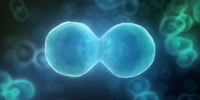 Researchers Create an Artificial Protocell That Can Divide