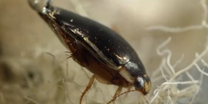 Here's How Smaller Creatures, Like Beetles, Take Advantage of Surface Tension