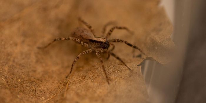 These Spiders Risk Their Lives to Find a Mate