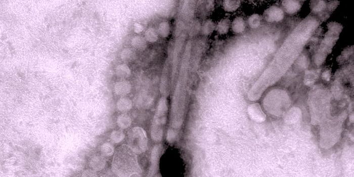 The Immune Response to Infection and Vaccination Depends on Previous Infections