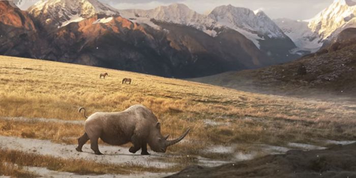Woolly Rhinos Weren't Hunted to Extinction