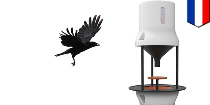 Can we teach crows to pick up litter?