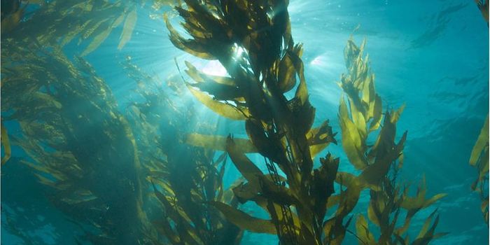 Seaweed Goo Protects Insulin Cells for Transplantation