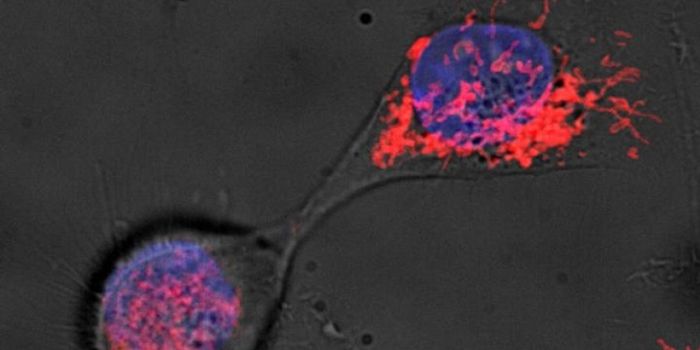 Stem Cells Age-Discriminate Organelles to Maintain Stemness