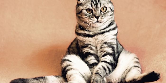 A Purr-fect Domestic Cat Genome