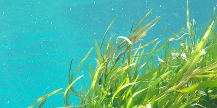 The disappearance of Australia's seagrass