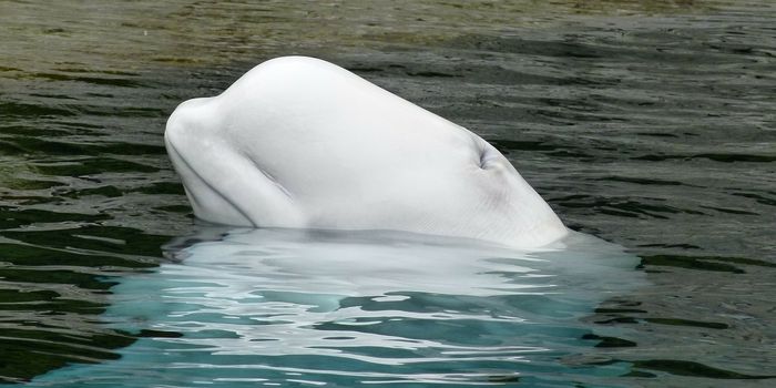 Study: Beluga Whales Consuming Fewer Greenland Halibut, More Forage Fish