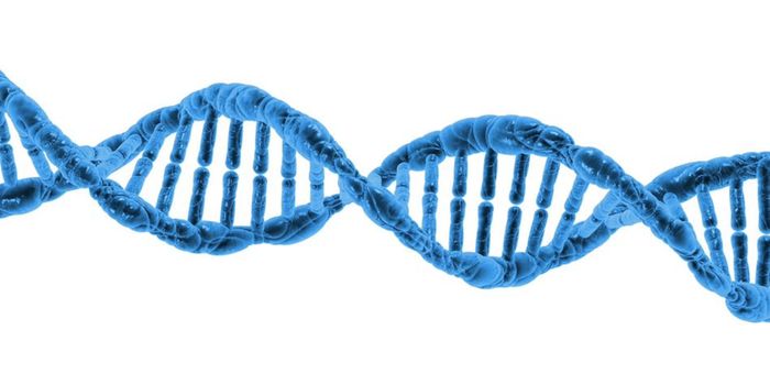 Chromatin Doesn't Behave Like a Liquid or Solid - It's a Gel