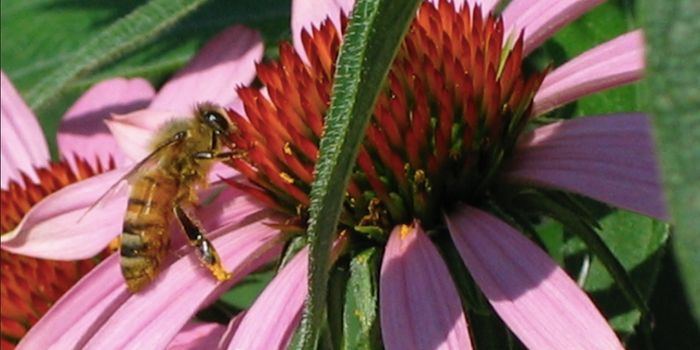 A Gut Microbe That Improves Bees' Memory