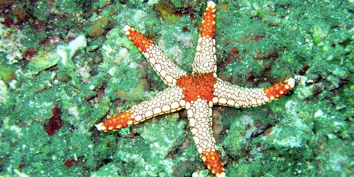 A Bacterium That Killed Billions of Sea Stars is IDed