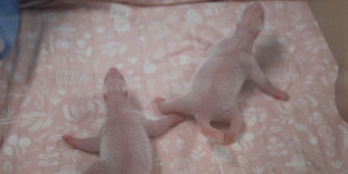 Belgian Zoo Welcomes Two Newborn Panda Twins