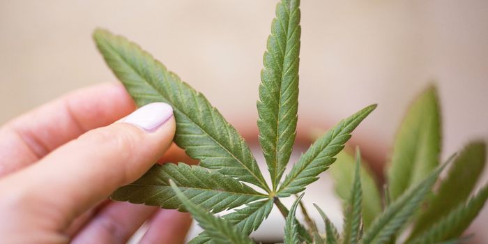 Study Explores the Effectiveness of Oil-Based Extraction Methods