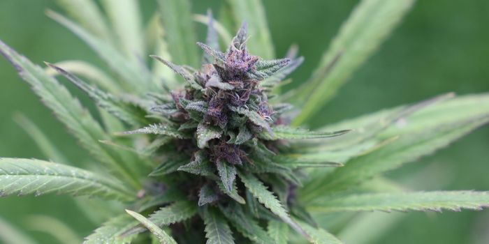 Study Finds No Link Between Cannabis Smoke and Emphysema