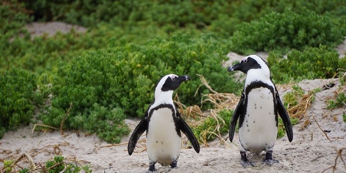 This Endangered Penguin Will Get a Second Chance at Walking