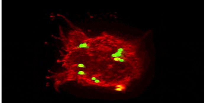 Bacteria-infecting Viruses Inspire Creation of Hybrid Antibodies