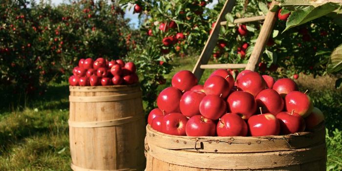 A Grandmother's Diet Could Protect her Grandkids' Brain Development