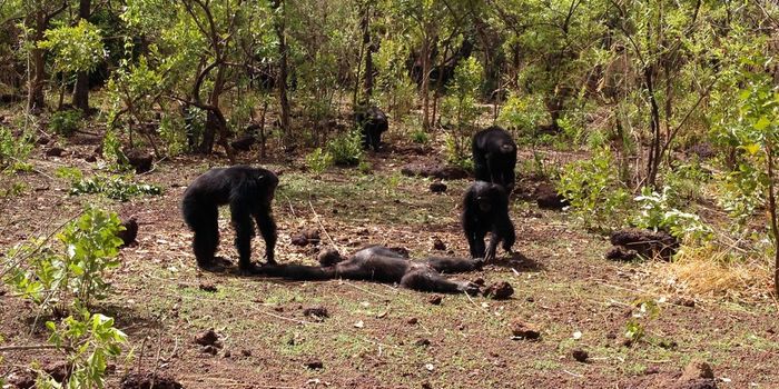 A Former Chimp Tyrant Was Brutally Attacked and Murdered by His Own Group
