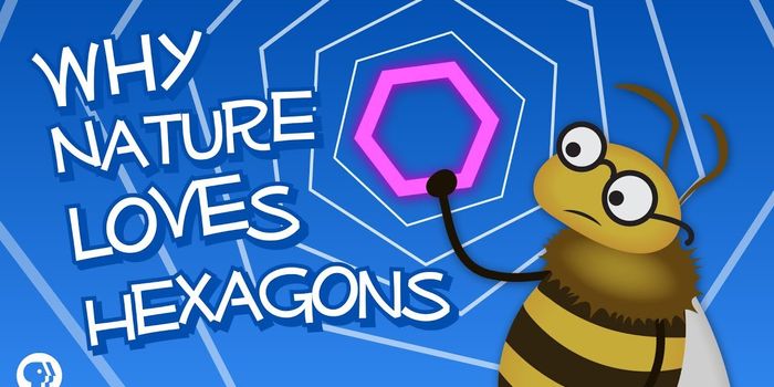 Ever wonder why there are so many hexagons in nature?