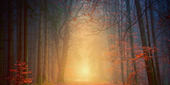 The Healing Power of Nature on the Brain