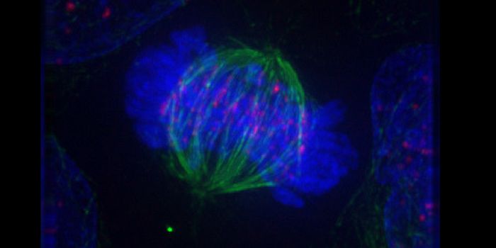 Protein Regulation of DNA Replication in Cancer Cells - A New Early Target for Broad Therapeutics?