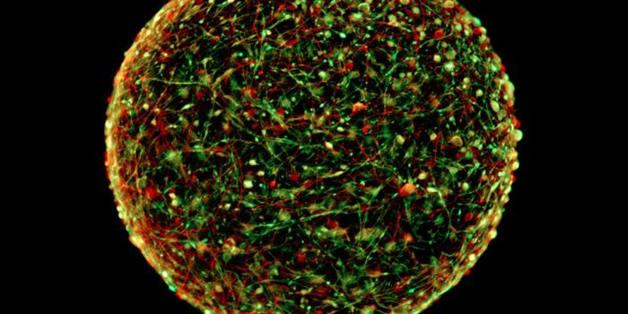 Will human ‘mini-brains' replace animal testing?