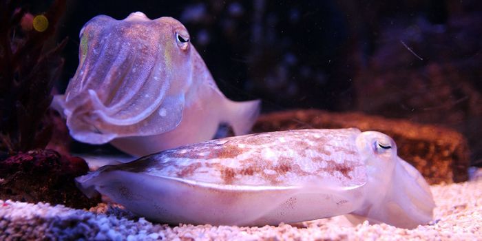 Does Cuttlefish Ink Hold a Cure for Cancer?