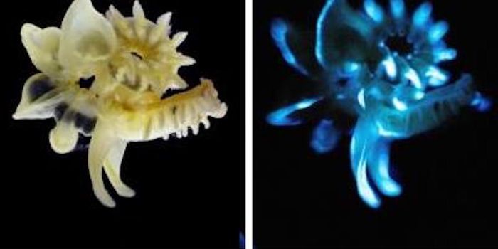 The Lasting Glow of Tube Worm Slime