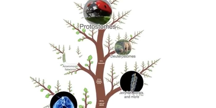 A New Way to Visualize the Tree of Life, and Its Vulnerabilities