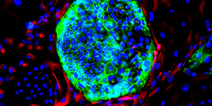 A New Kind of Human Cell for Research