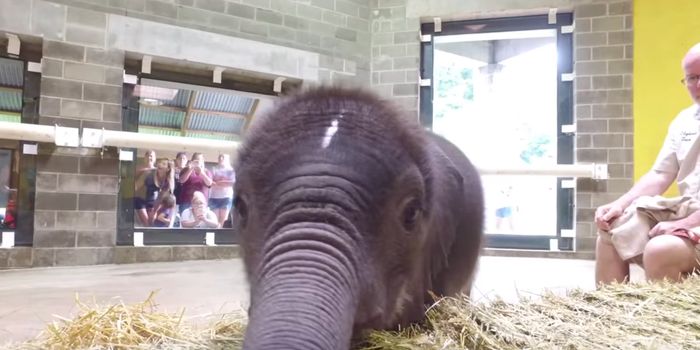 Pittsburgh Zoo Now Letting Visitors View 5-Week-Old Elephant Calf