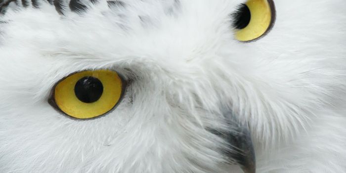 Migration Season Gives Scientists an Opportunity to Study Snowy Owls
