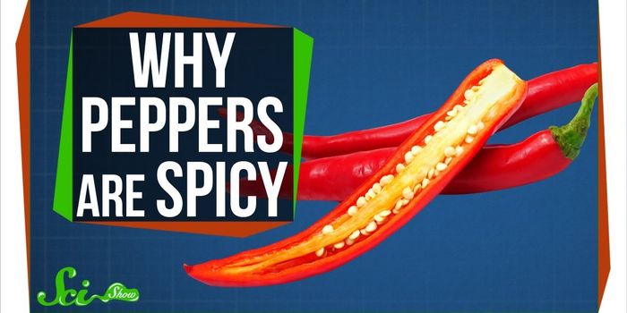 Why Are Peppers Spicy?