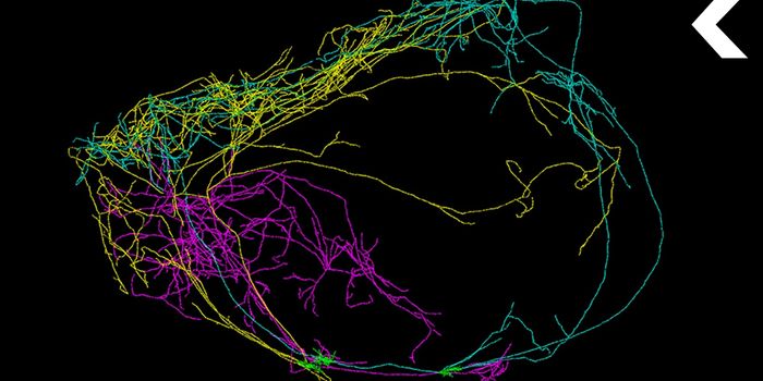 Neurons may aid Understanding of Cellular Basis of Consciousness