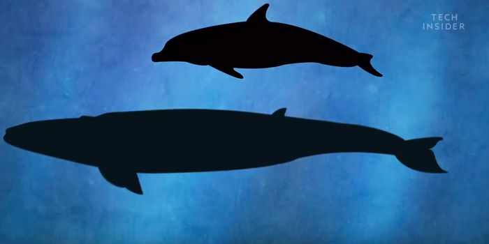 Ever Wonder How Whales Became So Large?