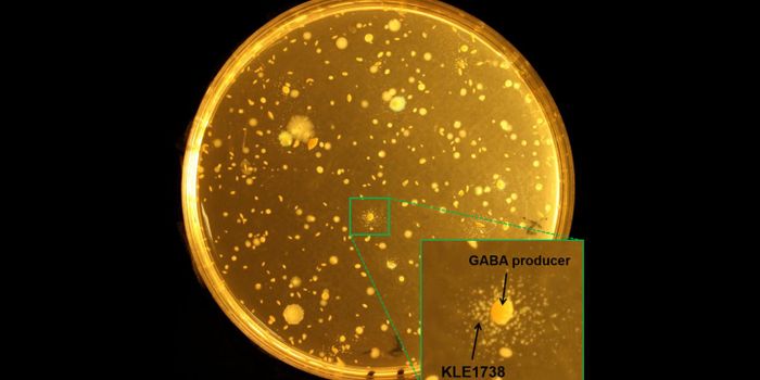 Researchers Link a Gut Microbe to Depression