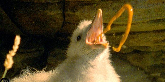 How Vomiting Evolved to be a Defensive Mechanism