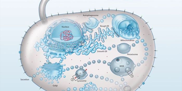 Did the Endomembrane System Come From Mitochondria?