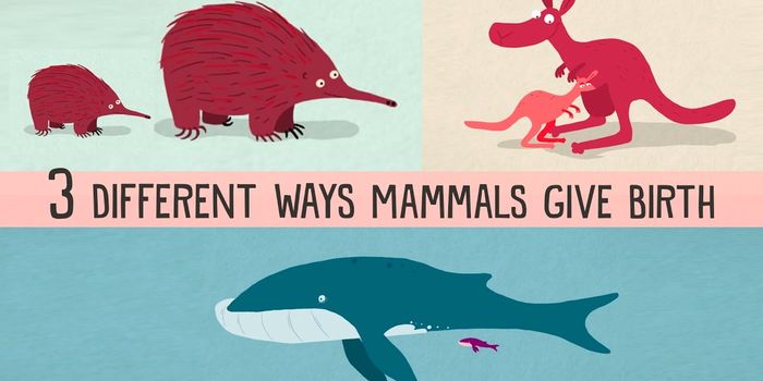 These mammals all give birth differently