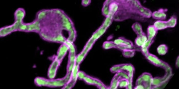 Newly Identified Small Proteins Could Have a Big Impact