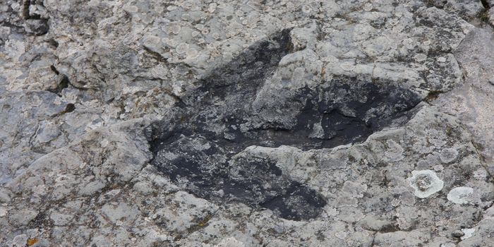 Paleontologists Uncover Perfectly-Preserved Skin Impressions in Dinosaur Tracks