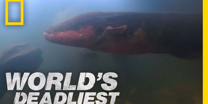 More on electric eels