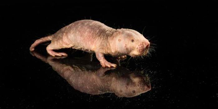 A Naked Mole Rat Gene Improves Mouse Health, Extends Lifespan