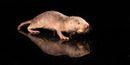 A Naked Mole Rat Gene Improves Mouse Health, Extends Lifespan